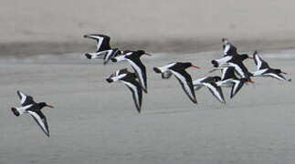 Eurasian Oystercatcher