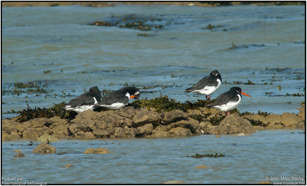 Eurasian Oystercatcher, identification