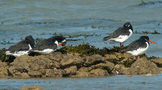 Eurasian Oystercatcher