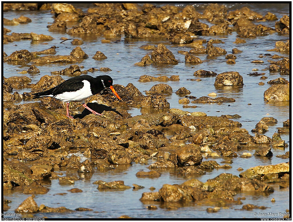 Eurasian Oystercatcher, identification