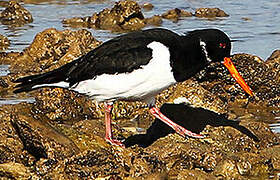 Eurasian Oystercatcher