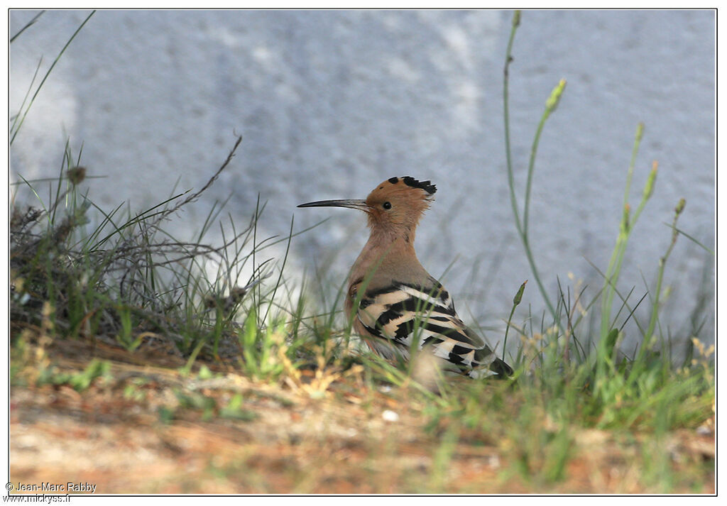 Eurasian Hoopoe, identification