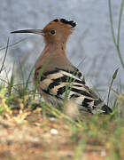 Eurasian Hoopoe