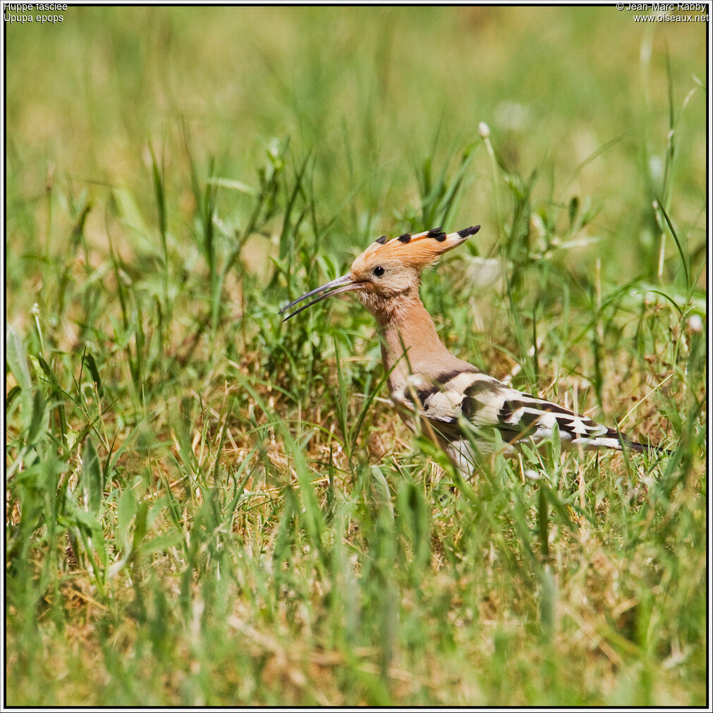 Huppe fasciée, identification