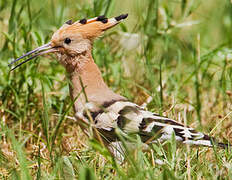 Eurasian Hoopoe