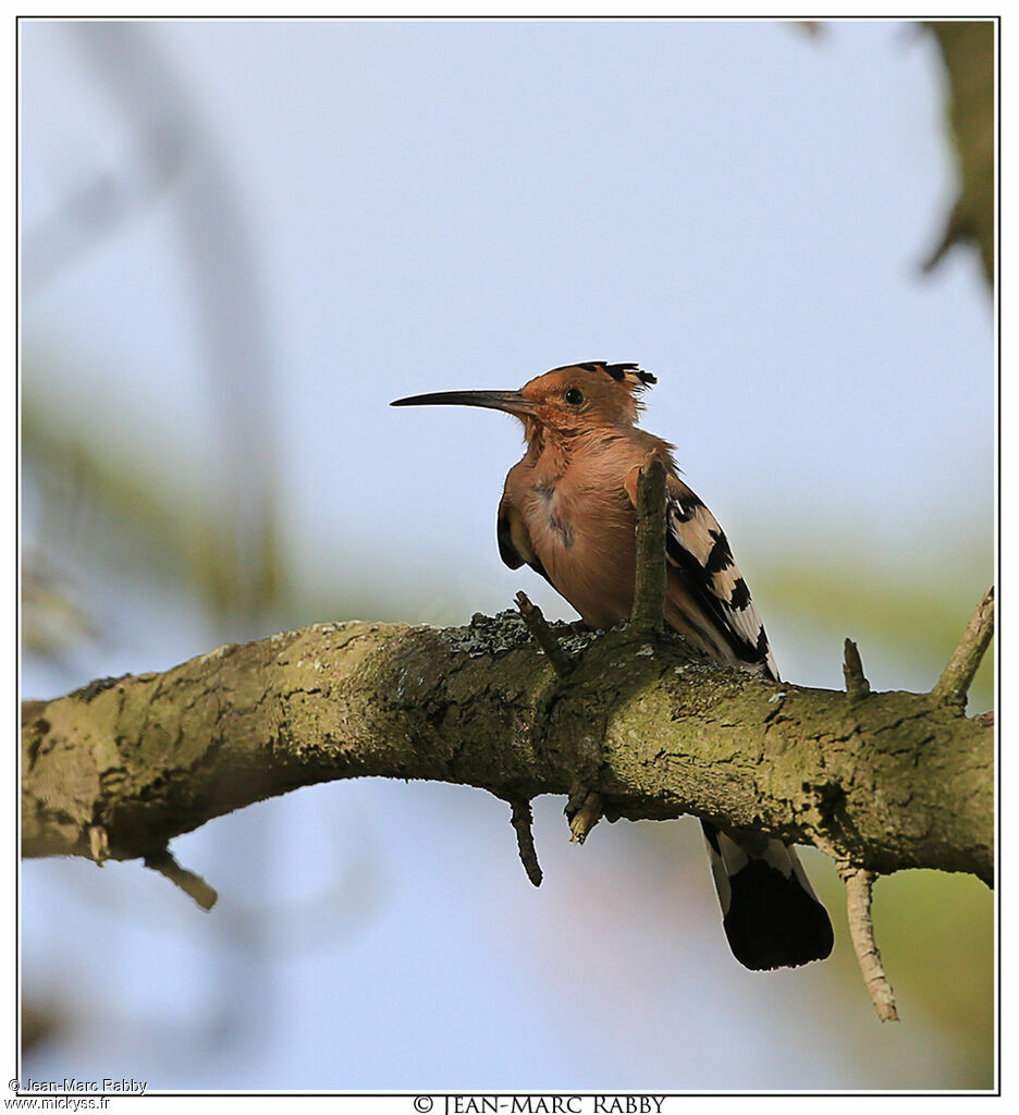 Huppe fasciée, identification