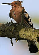 Eurasian Hoopoe