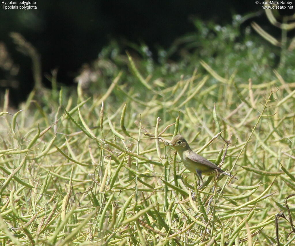 Melodious Warbler, identification