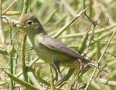 Melodious Warbler