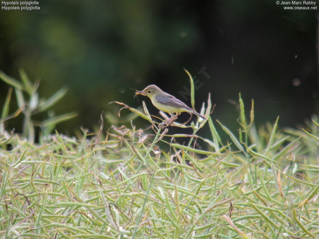 Melodious Warbler, identification