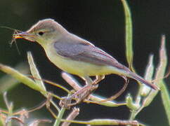 Melodious Warbler