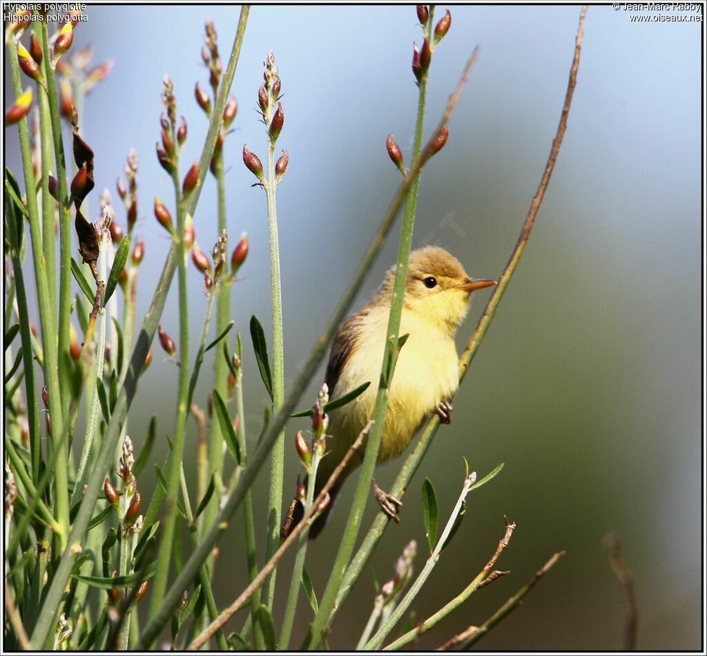 Melodious Warbler, identification