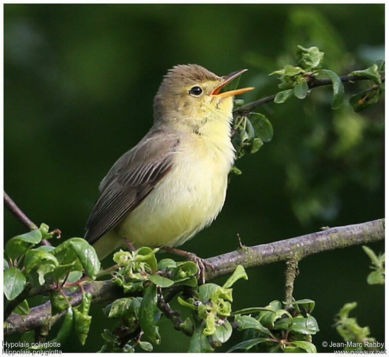 Melodious Warbler, identification