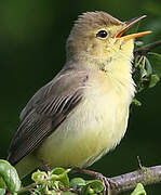 Melodious Warbler