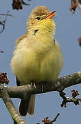 Melodious Warbler