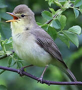 Melodious Warbler