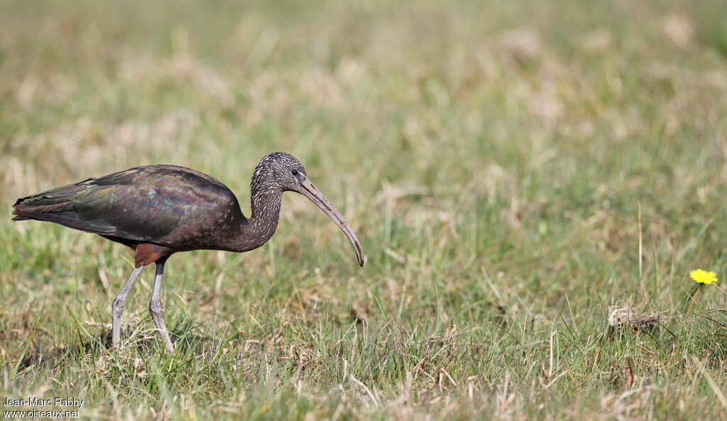 Ibis falcinelleadulte internuptial, identification