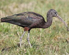 Glossy Ibis