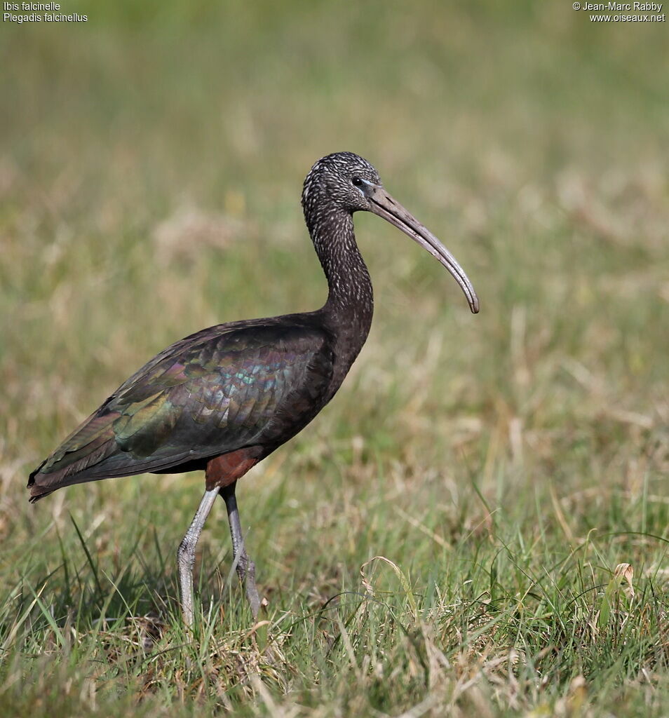 Ibis falcinelle, identification