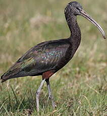 Ibis falcinelle