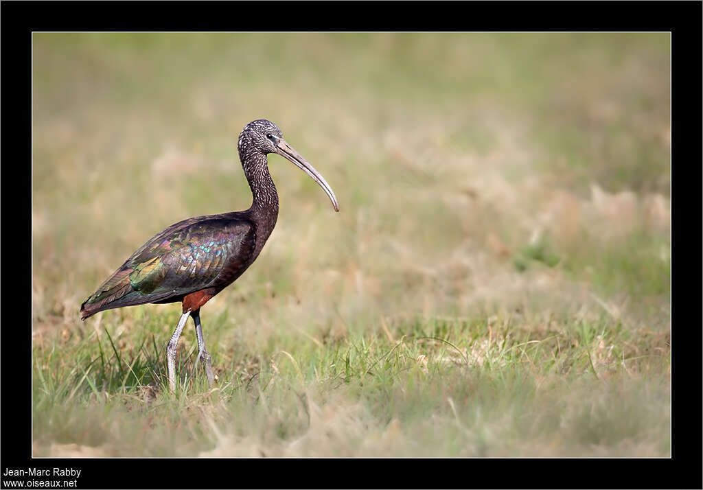 Ibis falcinelleadulte transition, identification