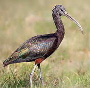 Ibis falcinelle