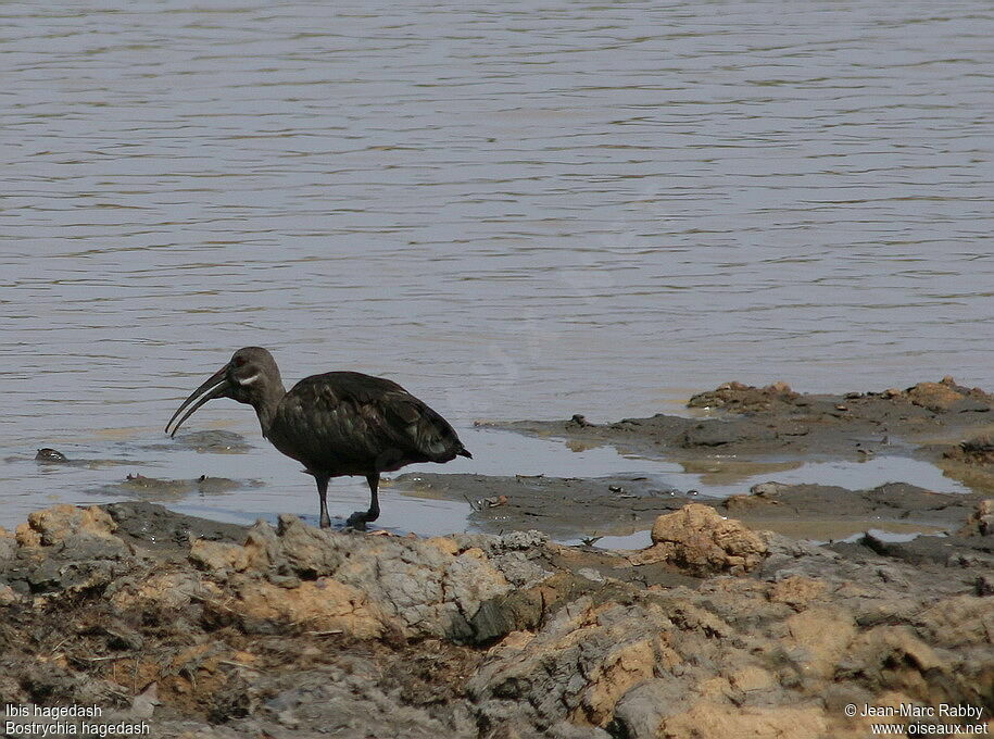 Hadada Ibis