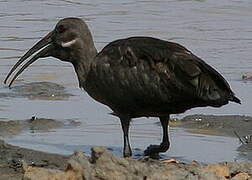 Hadada Ibis