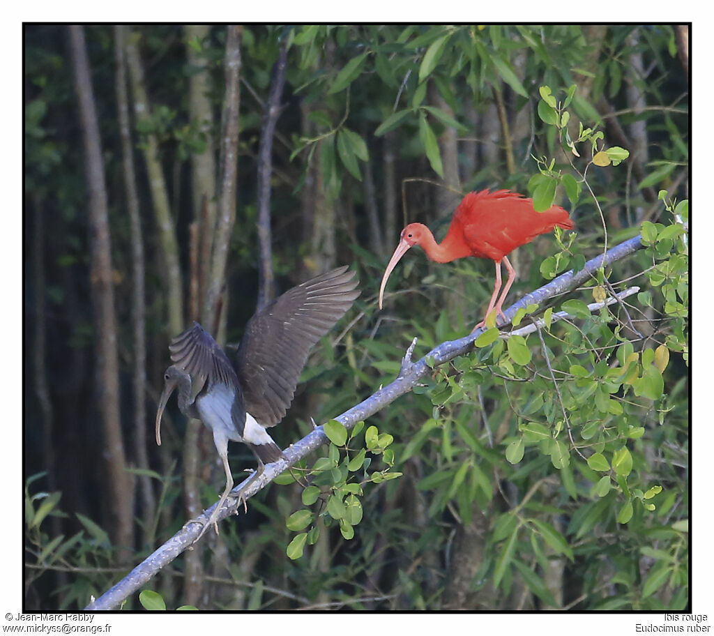 Ibis rouge, identification