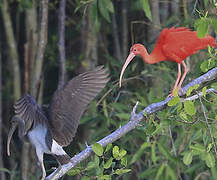 Ibis rouge