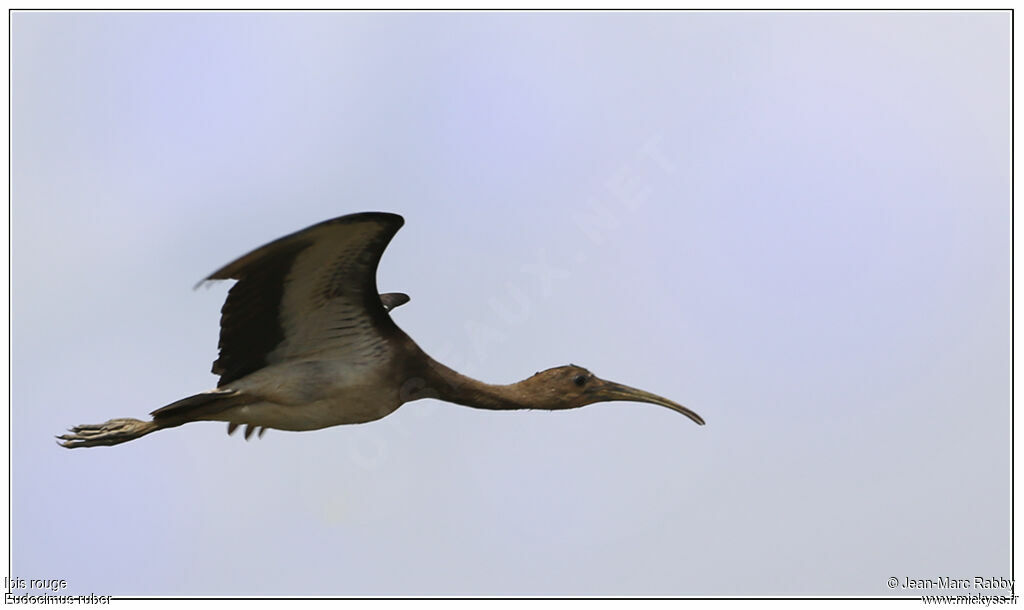 Scarlet Ibis, Flight