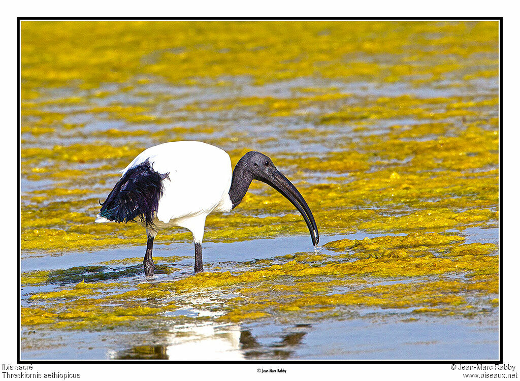 Ibis sacré, identification