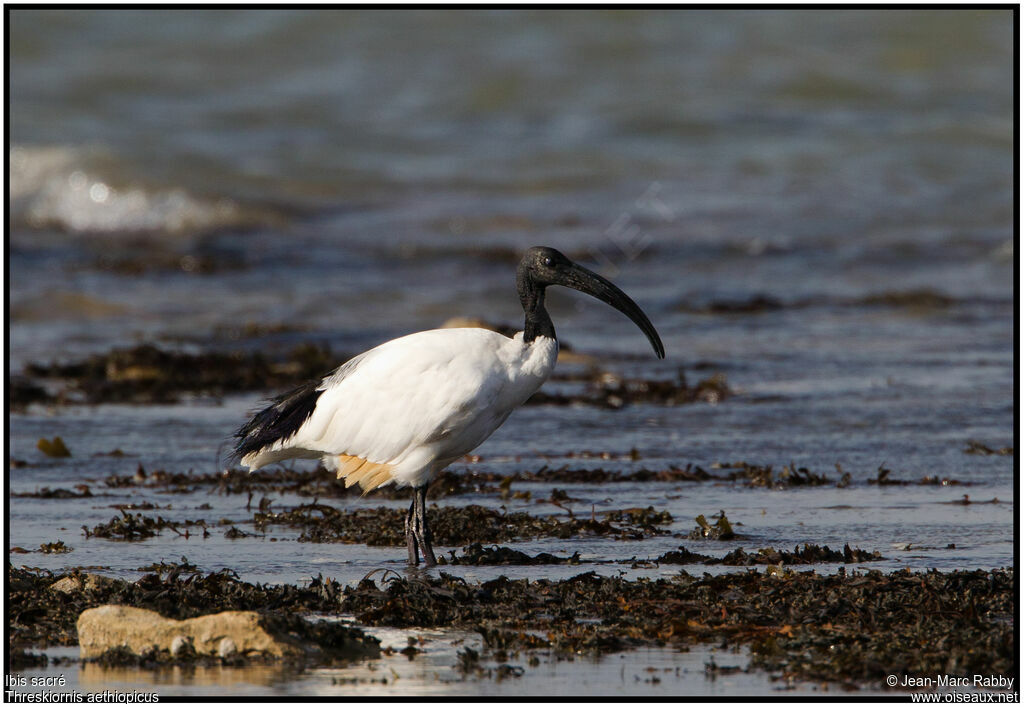 African Sacred Ibis, identification