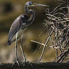 Aigrette tricolore