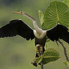 Anhinga d'Amérique