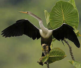 Anhinga d'Amérique