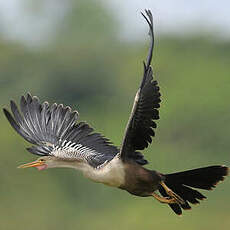 Anhinga d'Amérique