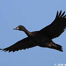 Canard musqué