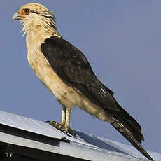 Caracara à tête jaune