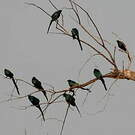Choucador à longue queue