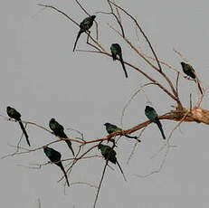 Choucador à longue queue