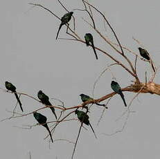 Choucador à longue queue