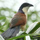 Coucal à nuque bleue