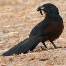 Coucal du Gabon