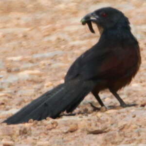 Coucal du Gabon