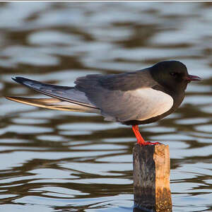 Guifette leucoptère