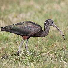 Ibis falcinelle