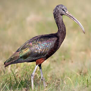 Ibis falcinelle