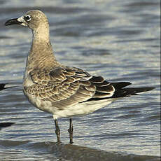 Mouette atricille