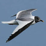 Mouette de Sabine